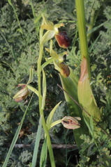 Ophrys sphegodes