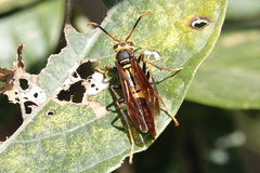 Polistes peruvianus