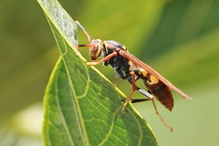 Polistes peruvianus