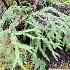 Sticherus owhyhensis