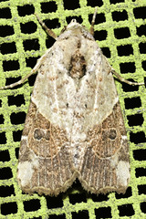 Gonodes liquida