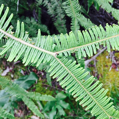 Sticherus owhyhensis