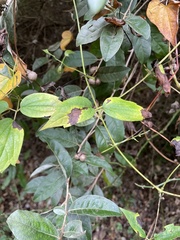 Dioscorea polystachya