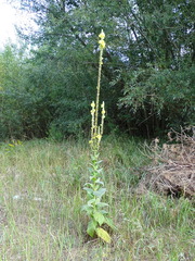 Verbascum densiflorum