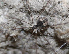 Leuronychus pacificus