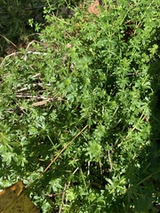 Galium