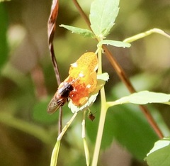 Rhingia nasica