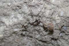 Leuronychus pacificus