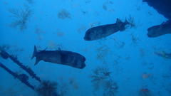 Chilomycterus reticulatus