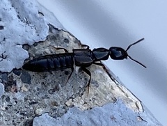 Xantholinus