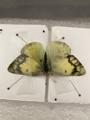 Colias