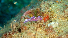 Coryphellina arveloi