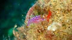 Coryphellina arveloi