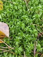 Sphagnum girgensohnii