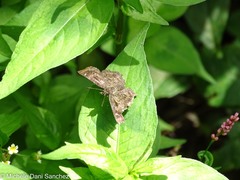 Staphylus hayhurstii