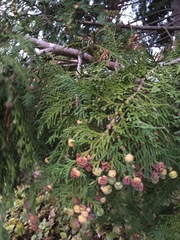 Chamaecyparis lawsoniana