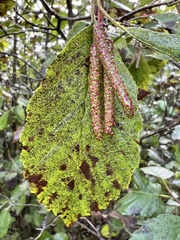 Alnus incana