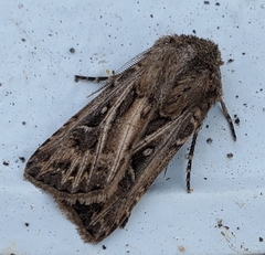 Agrotis gladiaria