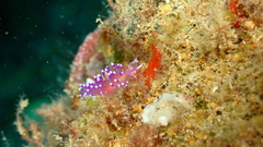 Coryphellina arveloi