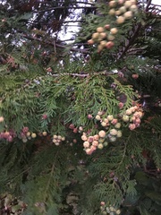 Chamaecyparis lawsoniana