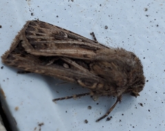 Agrotis gladiaria