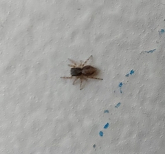 Pseudeuophrys lanigera