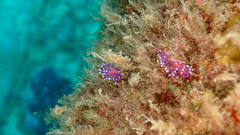 Coryphellina arveloi