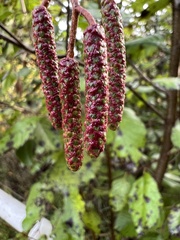 Alnus incana