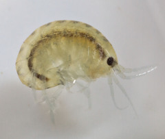 Hyalella