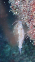 Canthigaster capistrata