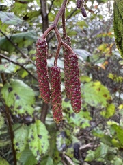 Alnus incana