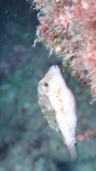 Canthigaster capistrata
