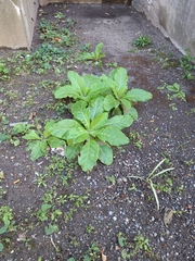 Nicotiana tabacum