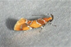 Epicallima argenticinctella