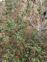 Prunus ilicifolia