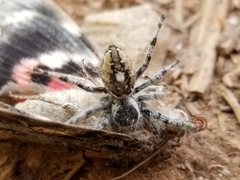 Phidippus tyrrelli