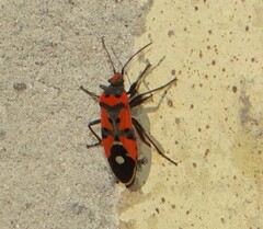 Lygaeus equestris
