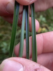 Carex paniculata
