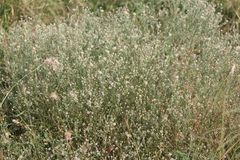 Psilactis brevilingulata