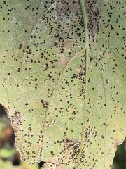 Puccinia helianthi