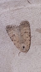 Caradrina clavipalpis