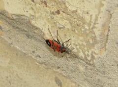 Lygaeus equestris