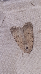 Caradrina clavipalpis