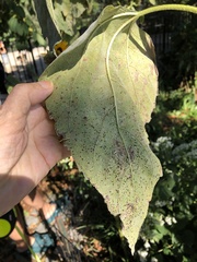 Puccinia helianthi