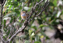 Stipiturus malachurus
