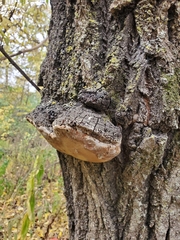 Phellinus tremulae