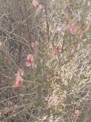 Calobota