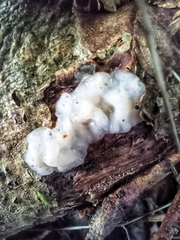 Exidia thuretiana
