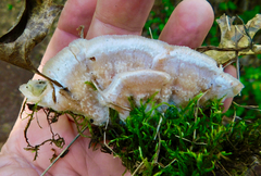Merulius tremellosus