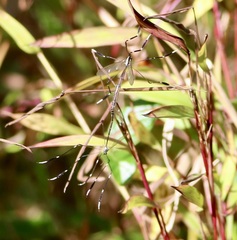 Bittacomorpha clavipes